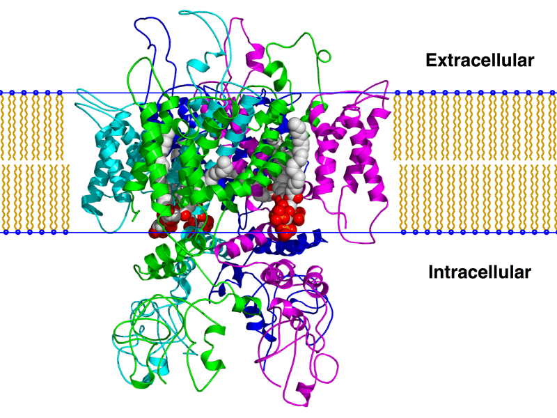 File:Trpv1 pip2 bilayer.png