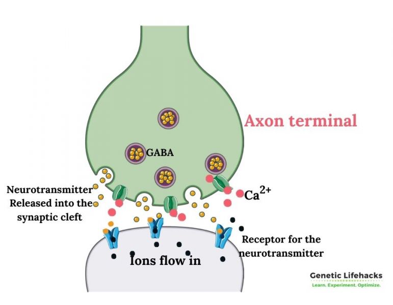 File:Gaba-release.jpeg