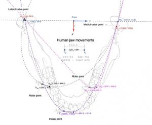 598px-1864px-Conica.jpg