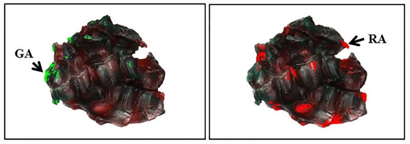 File:Cognitive 2.jpg