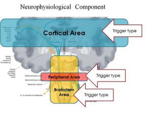 527px-Segmentazione Trigeminale.jpg