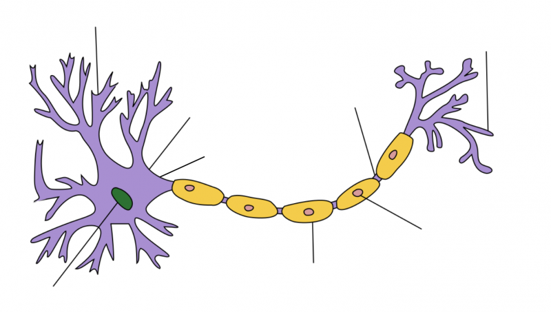 File:Neuronmap5.png