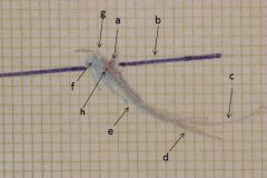 Figura 2: δ1 Tracciato assiografico paraocclusale consolare destro: a) Centro asse cerniera, b) piano asse orbitale, c) tracciato protruso, d) tracciato mediotrusivo, e) area dei cicli masticatori mediotrusivi, f) area cicli masticatori laterotrusivi, g) backline laterotrusiva, h) asse cerniera consolare in massima intercuspidazione,