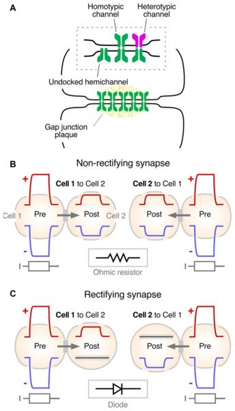 File:Ephaptic 3.jpeg