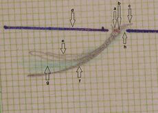 Figure 2: δ2 Right consular paraocclusal axiographic tracing: a) Hinge axis center, b) orbital axis plane, c) protrusive tracing, d) mediotrusive tracing, e) mediotrusive masticatory cycle area, f) laterotrusive masticatory cycle area, g) laterotrusive backline.