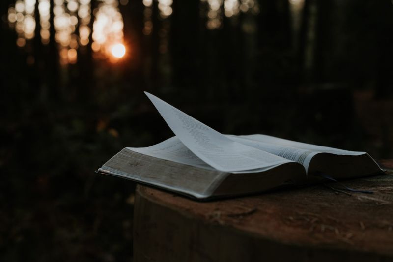 File:The sacred wood of books.jpg